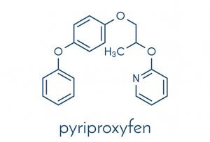 הורמון-הנעורים-–-juvenile-hormone