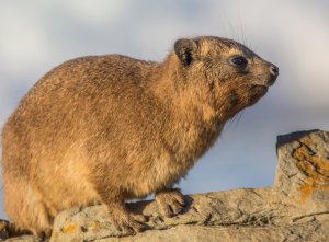 שפן הסלעים – Procavia capensis syriaca