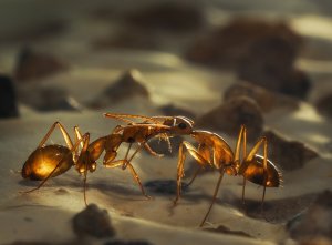 האכלה הדדית – trophallaxis