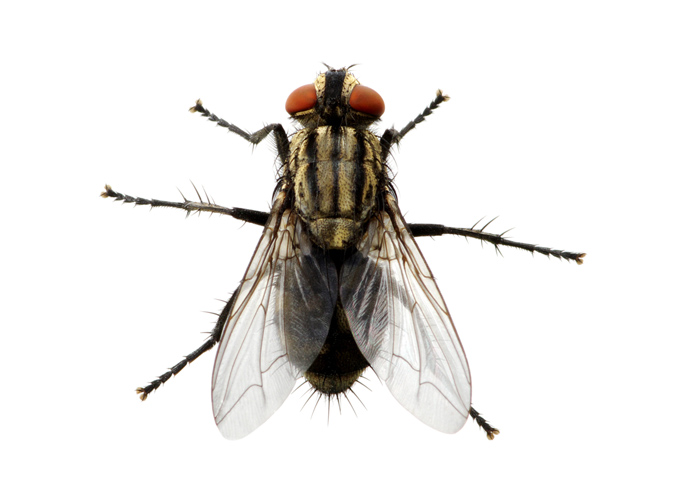 זבוב הבית – Musca domestica (the house fly)