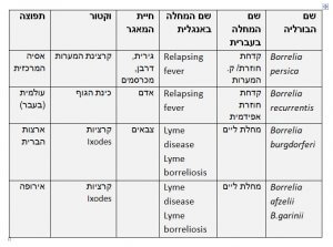 בורליה – Borrelia