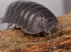 טחבית שחורה (טחבית הסלע) – Porcellio obsoletus