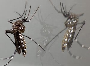 יתוש הטיגריס האסייני- Aedes albopictus