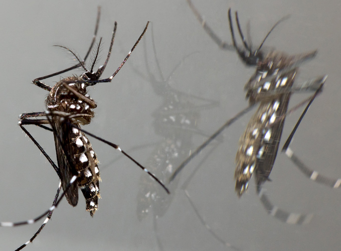 יתוש הטיגריס האסייני- Aedes albopictus