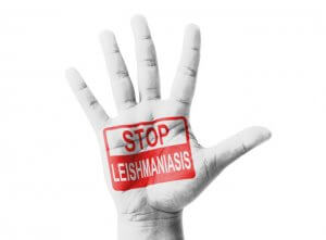 ליישמניה – Leishmania