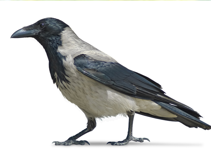 עורב אפור – Corvus corone (hooded crow)