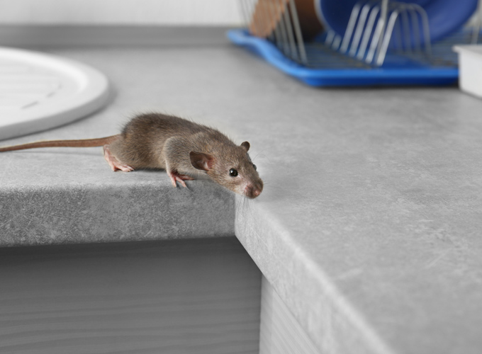 עכבר הבית המצוי –Mus musculus domesticus