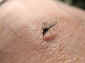 קדחת מערב הנילוס – West Nile fever