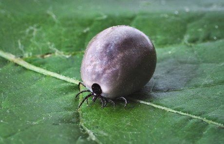 התנשלות – ecdysis