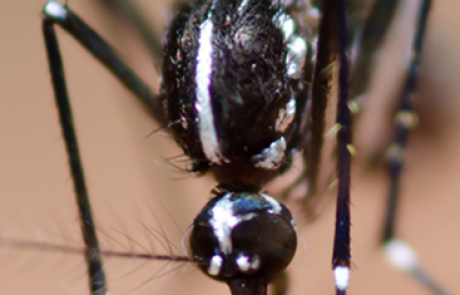 יתוש הטיגריס האסייני – מיפוי סיכונים בריאותיים, ניטור, קידום פתרונות והסברה