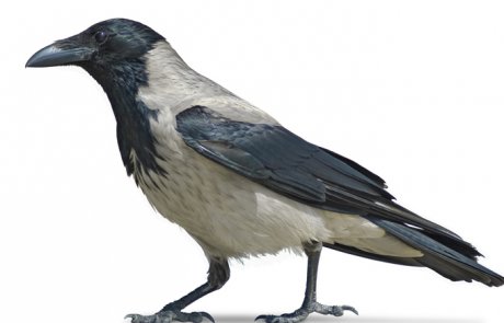 עורב אפור – Corvus corone (hooded crow)