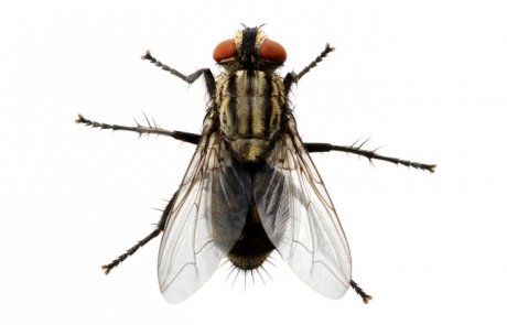 זבוב הבית – Musca domestica (the house fly)