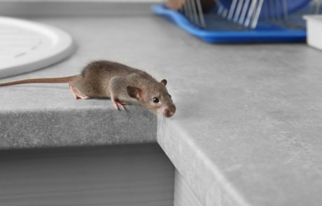 עכבר הבית המצוי –Mus musculus domesticus