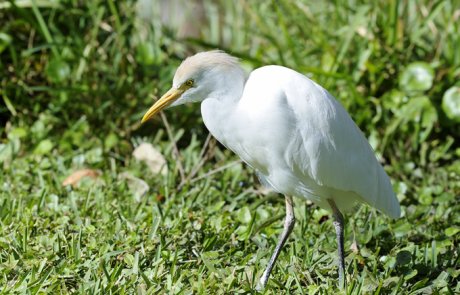 אנפית הבקר – Bubulcus ibis (cattle egret)