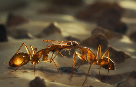 האכלה הדדית – trophallaxis