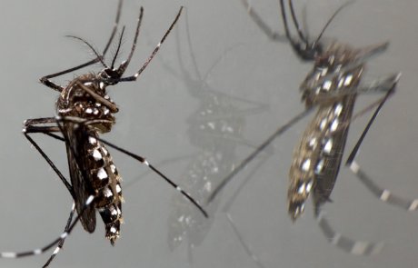 יתוש הטיגריס האסייני- Aedes albopictus