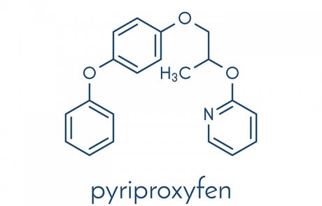 הורמון הנעורים – juvenile hormone