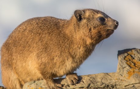 שפן הסלעים – Procavia capensis syriaca