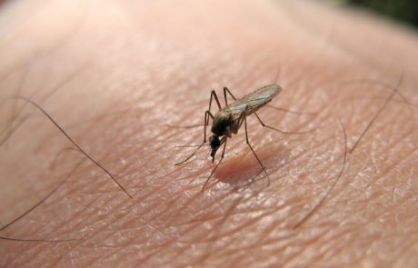 קדחת מערב הנילוס – West Nile fever