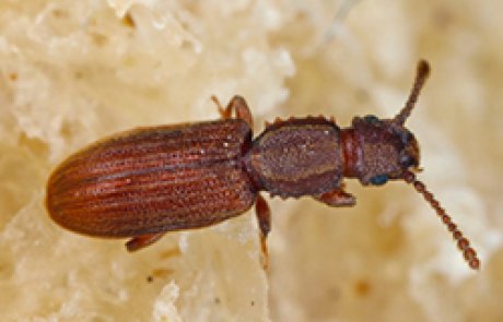 אורזית משוננת החזה – Oryzaephilus surinamensis