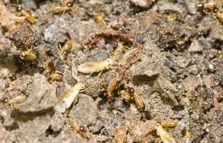 טרמיט ננסי (טרמיט ארצישראלי) – Microcerotemes palaestinensis)