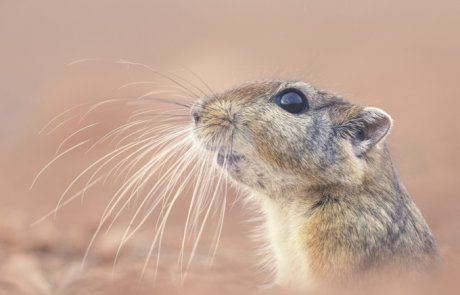 פסמון (פסמון המדבר) – (sand rat or fat sand rat) Psammomys obesus