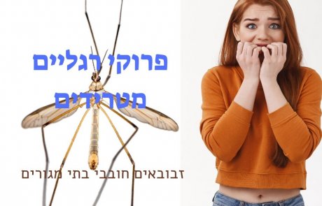 פרוקי רגליים מטרידים – זבובאים חובבי בתי מגורים