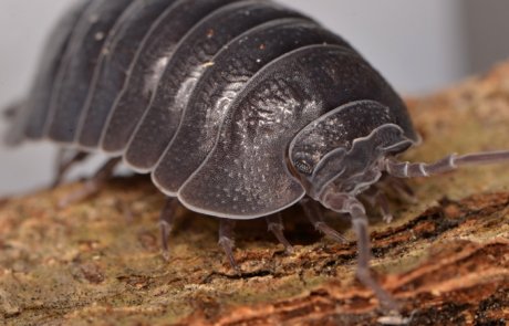 טחבית שחורה (טחבית הסלע) – Porcellio obsoletus