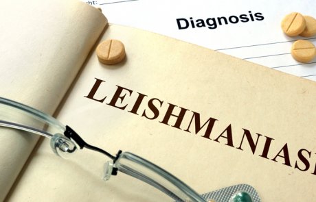ליישמניאזיס של האיברים הפנימיים – visceral leishmaniasis