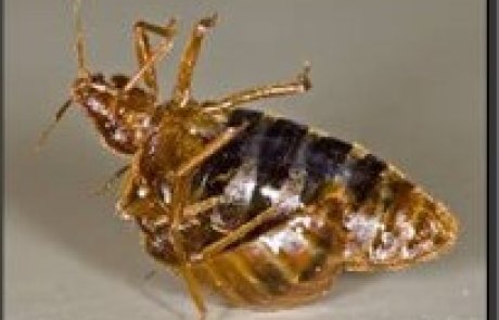 מנגנונים ותהליכים ביולוגים יחודיים ומשוכללים בחרקים המזיקים לאדם ולרכושו