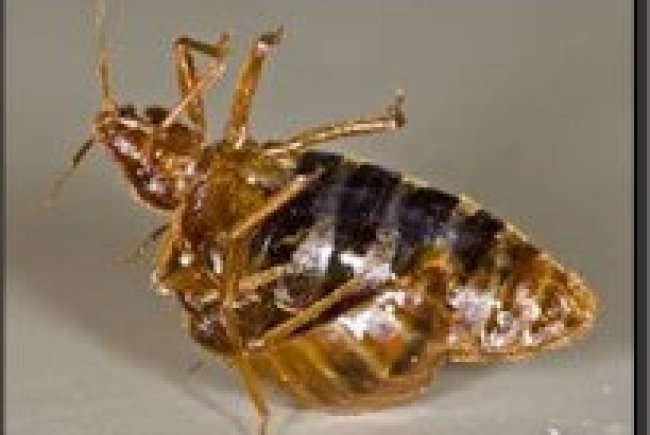 מנגנונים ותהליכים ביולוגים יחודיים ומשוכללים בחרקים המזיקים לאדם ולרכושו