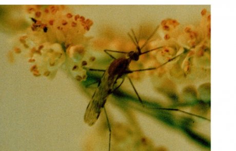יתושי האנופלס מעבירי מחלת המלריה בישראל