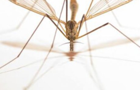 הטיפולתיים – יתושי הענק