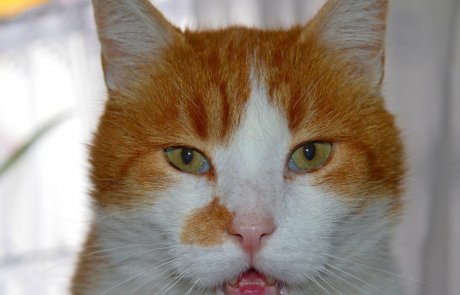 פרעוש החתול ctenocephalides felis – זיהוי, הכרה, ניטור והדברה משולבת