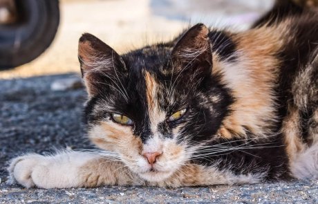 חתולי רחוב: נזקים, תועלות והמלצות חשובות