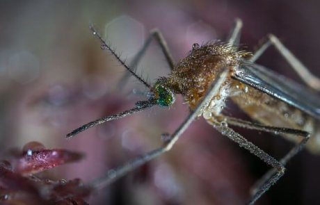 מיתוסים על יתושים שחשוב לנפץ – חלק ב'