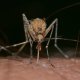 היתוש המצוי Culex pipiens – ה"סלב" של היתושים