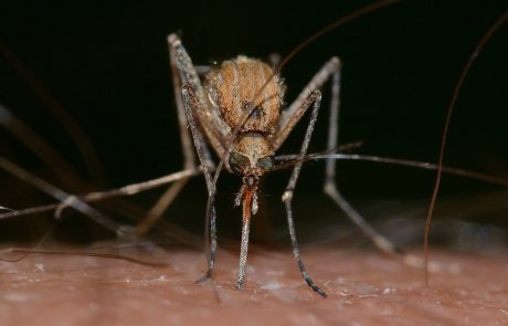 היתוש המצוי Culex pipiens – ה"סלב" של היתושים