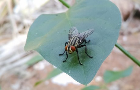 זבוב הבית (Musca domestica) מטריד ובעייתי