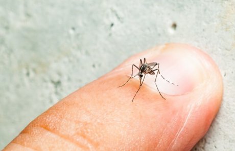 יתושי האדס (Aedes) – הכספי, הימי והטיגריס האסייני