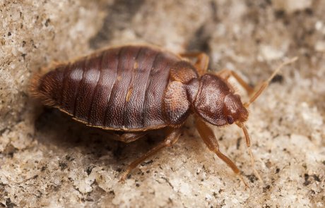 PestBook פשפש מיטה