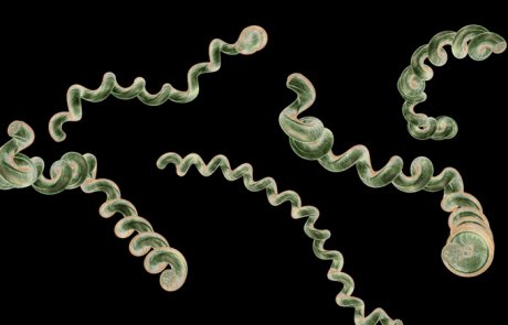 בורליה – Borrelia