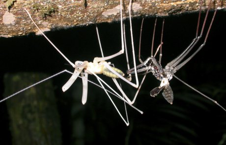 התנשלות – ecdysis