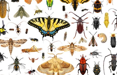 חרקים – Insecta