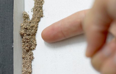 טרמיטאים – Isoptera (termites)