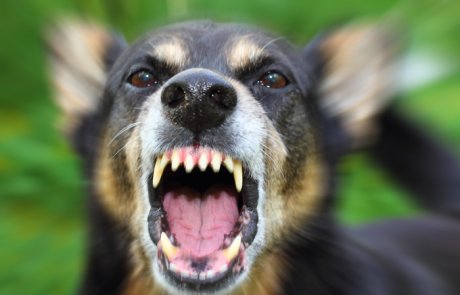 כלבת – rabies