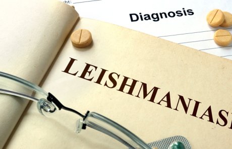 ליישמניאזיס של האיברים הפנימיים – visceral leishmaniasis