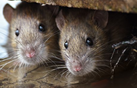 מכרסמים – (rodents) Rodentia